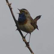 Bluethroat