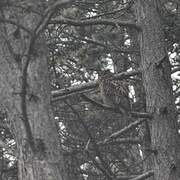 Eurasian Eagle-Owl