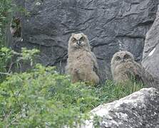 Eurasian Eagle-Owl