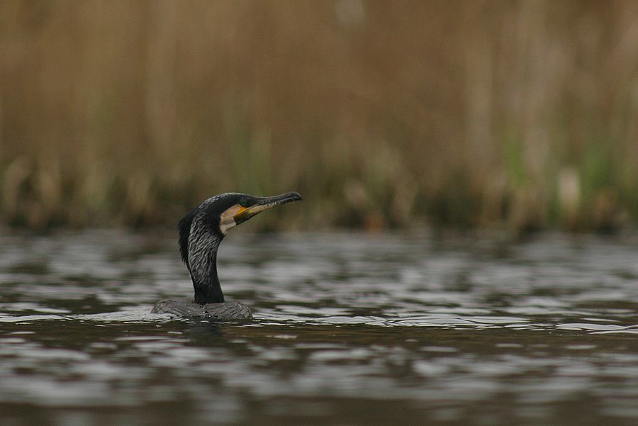 Great Cormorant