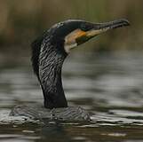 Suliformes