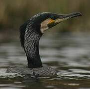 Great Cormorant