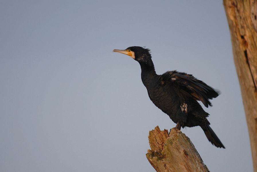 Great Cormorant