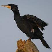 Great Cormorant