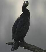 Great Cormorant