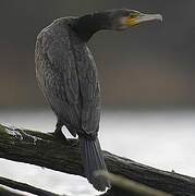 Great Cormorant