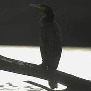 Great Cormorant