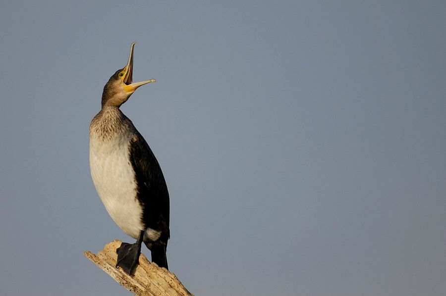 Great Cormorant