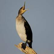 Great Cormorant