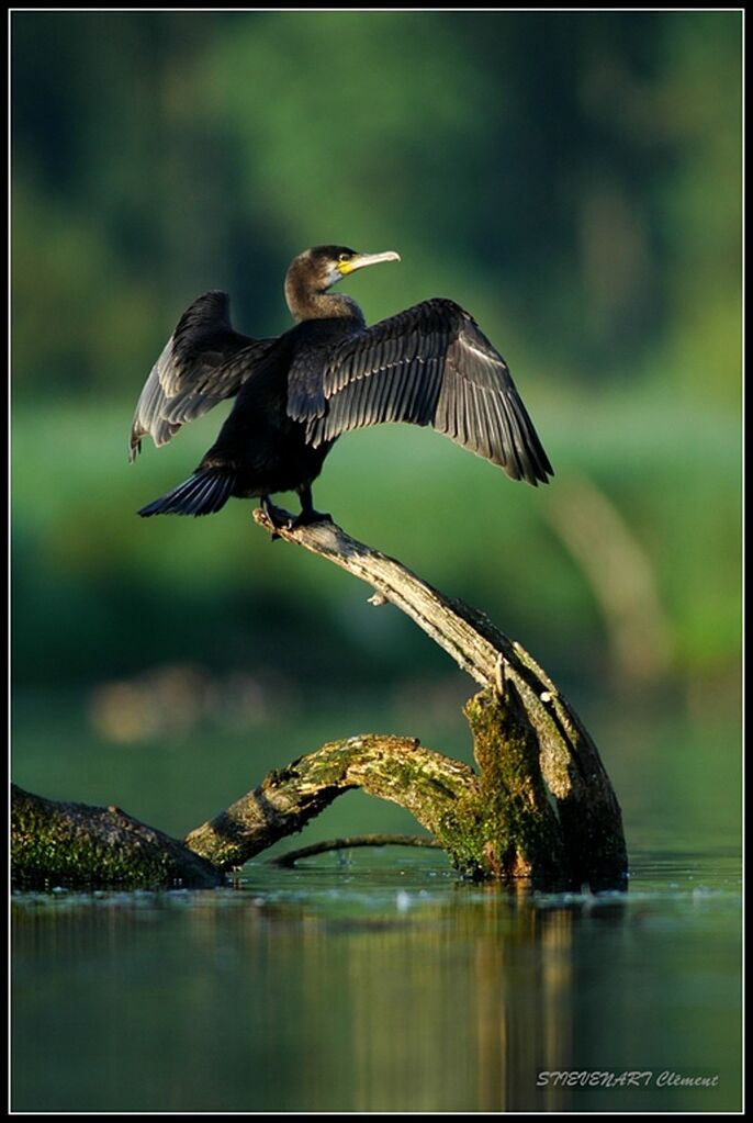 Great Cormorant