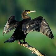 Great Cormorant