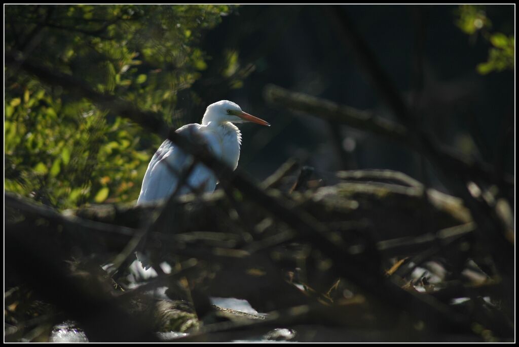 Grande Aigrette