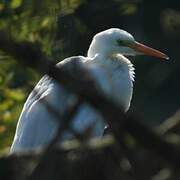 Grande Aigrette