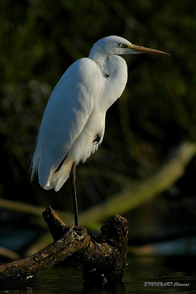 Great Egret