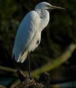 Grande Aigrette