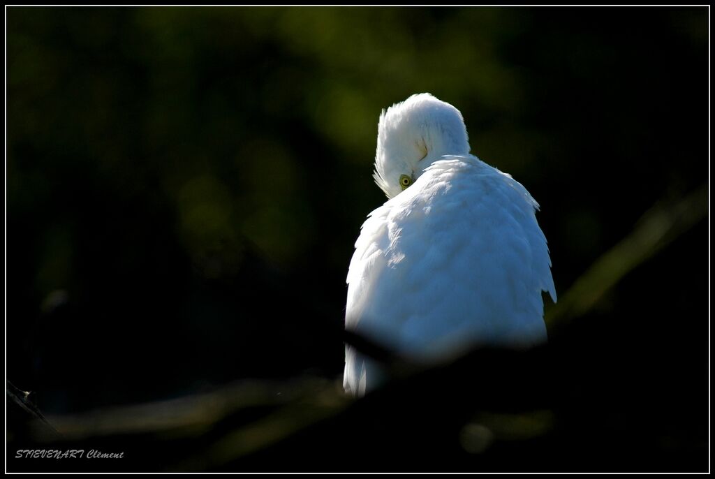 Grande Aigrette