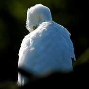 Grande Aigrette