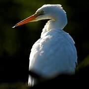 Grande Aigrette