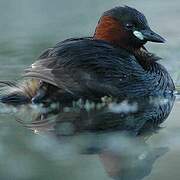 Little Grebe