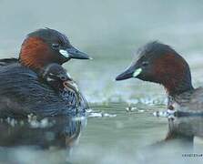 Little Grebe