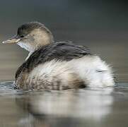 Little Grebe