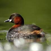 Little Grebe