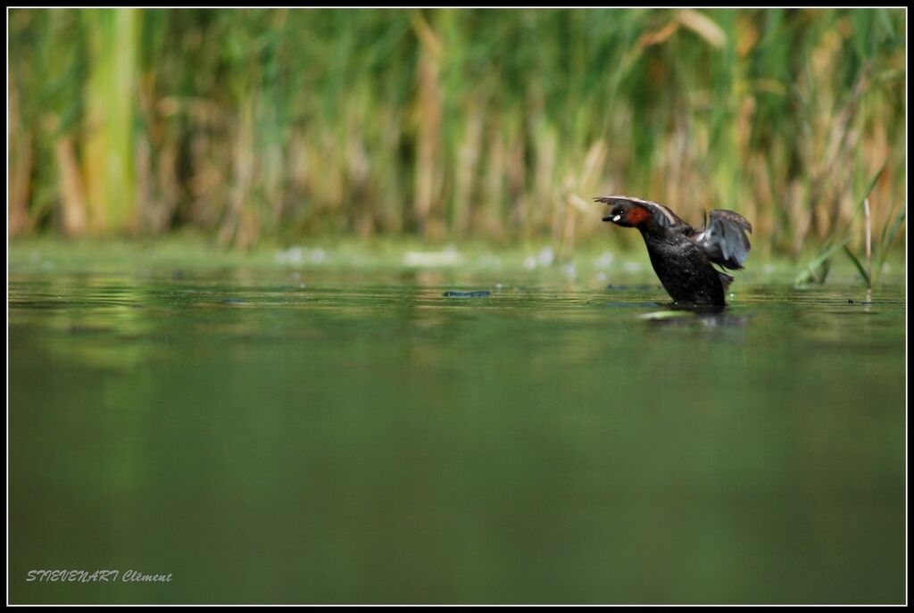 Little Grebe