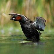 Little Grebe