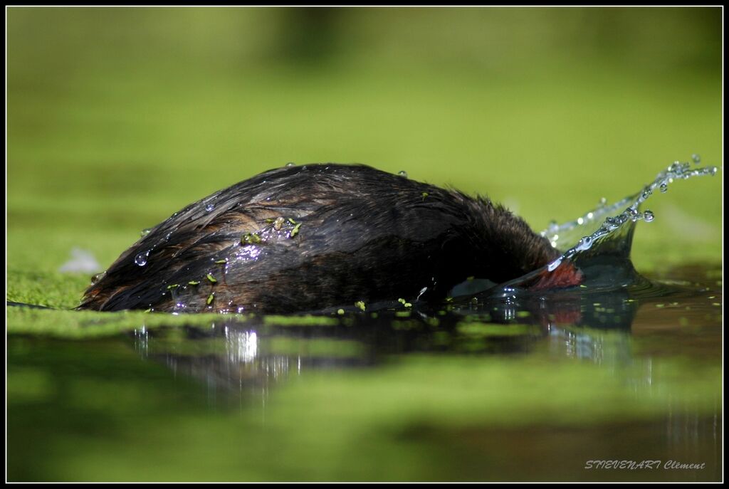 Little Grebe