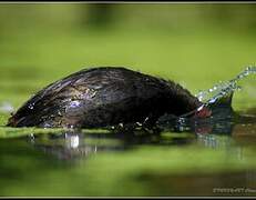 Little Grebe