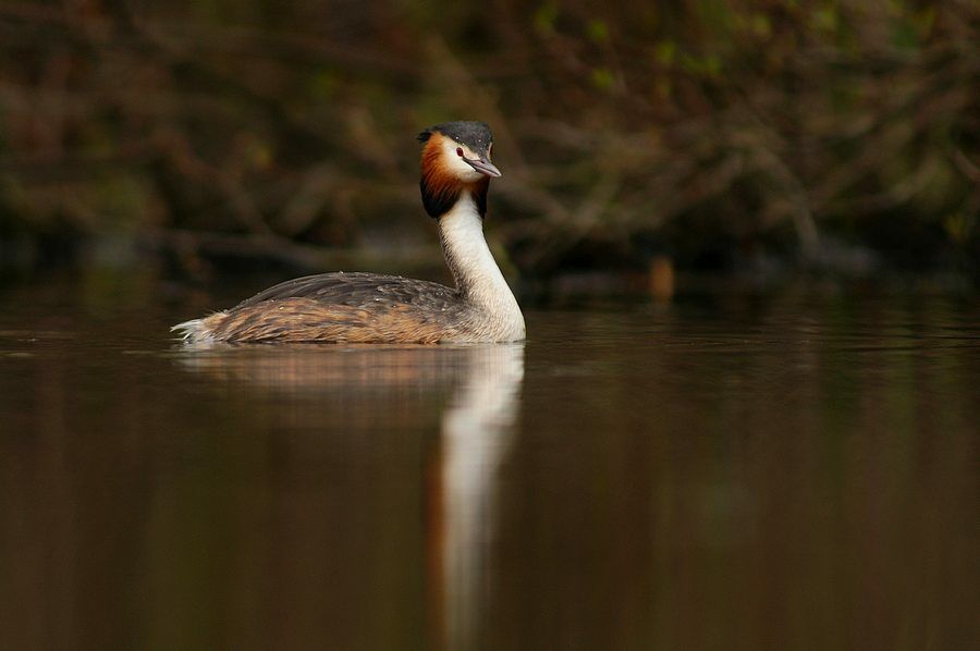 Great Crested Grebe