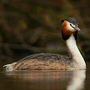 Great Crested Grebe