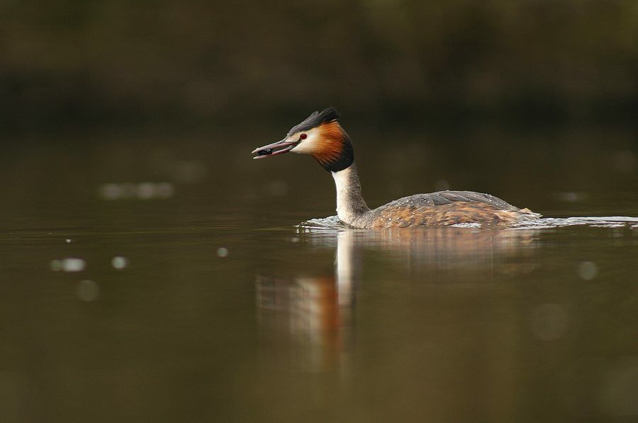 Great Crested Grebe