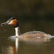 Great Crested Grebe