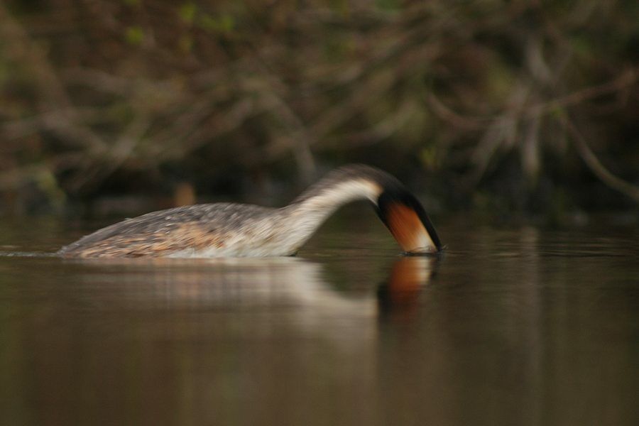 Great Crested Grebe