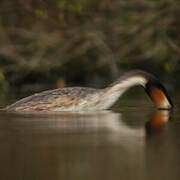 Great Crested Grebe