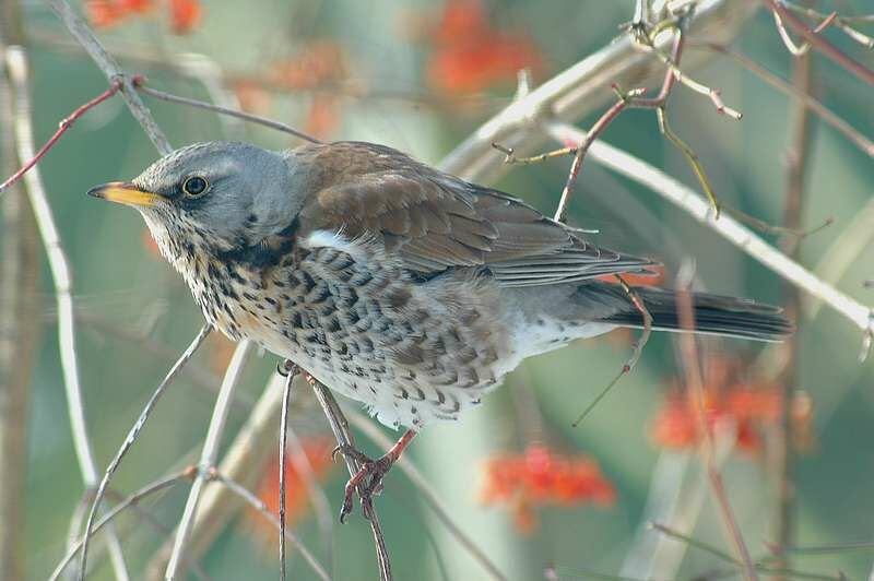 Fieldfare