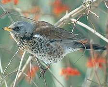 Fieldfare