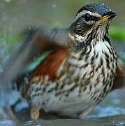 Redwing