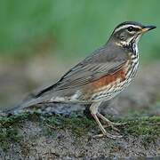 Redwing