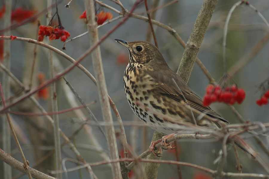 Song Thrush