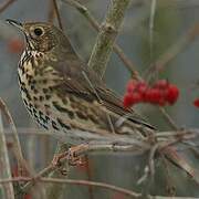 Song Thrush