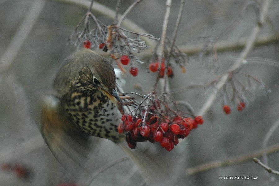 Song Thrush