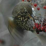 Song Thrush