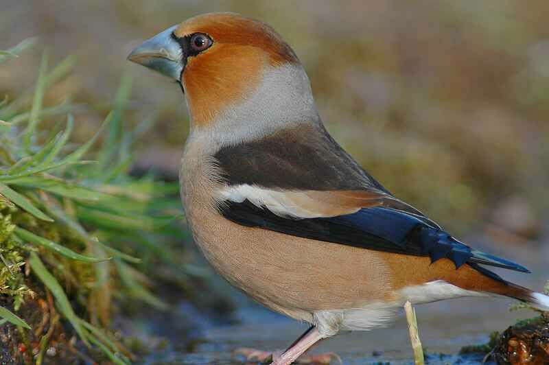 Hawfinch