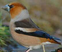 Hawfinch