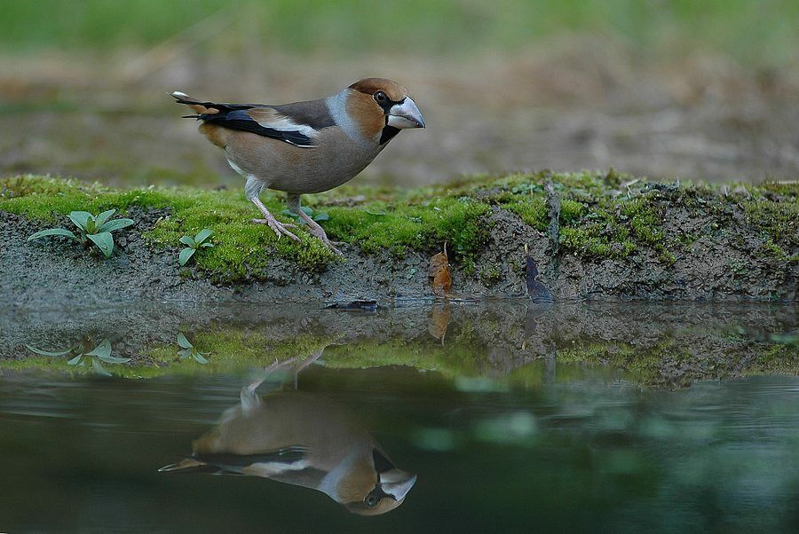 Hawfinch