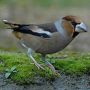 Hawfinch