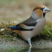 Hawfinch