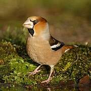 Hawfinch